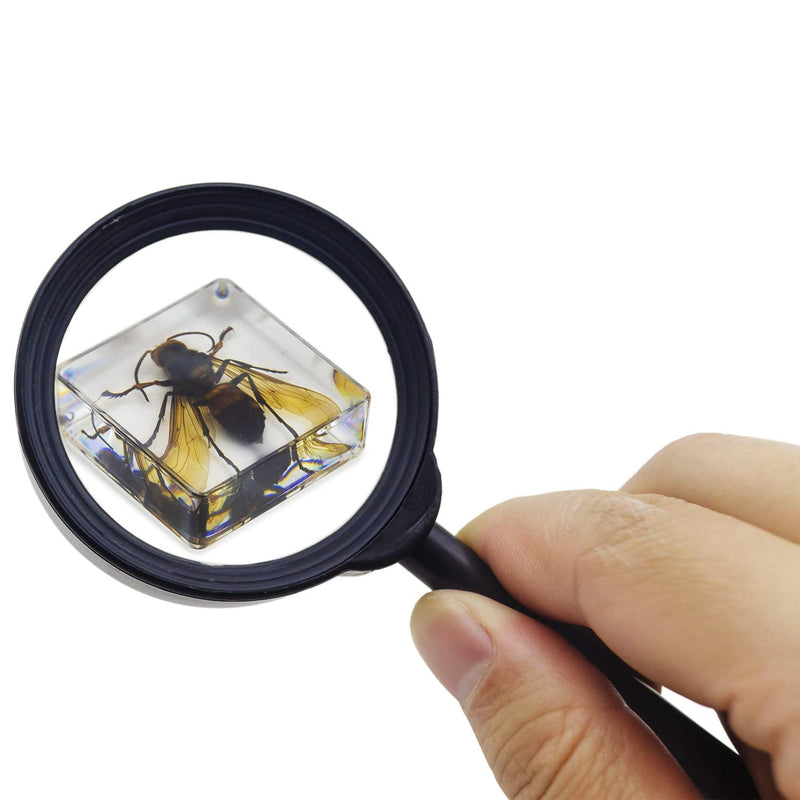 [Australia - AusPower] - 6 PCS Insect Specimen Set,Cicada,Wasp,Spider,Scorpion,Locust,Chafer Resin Collection Science Toys 