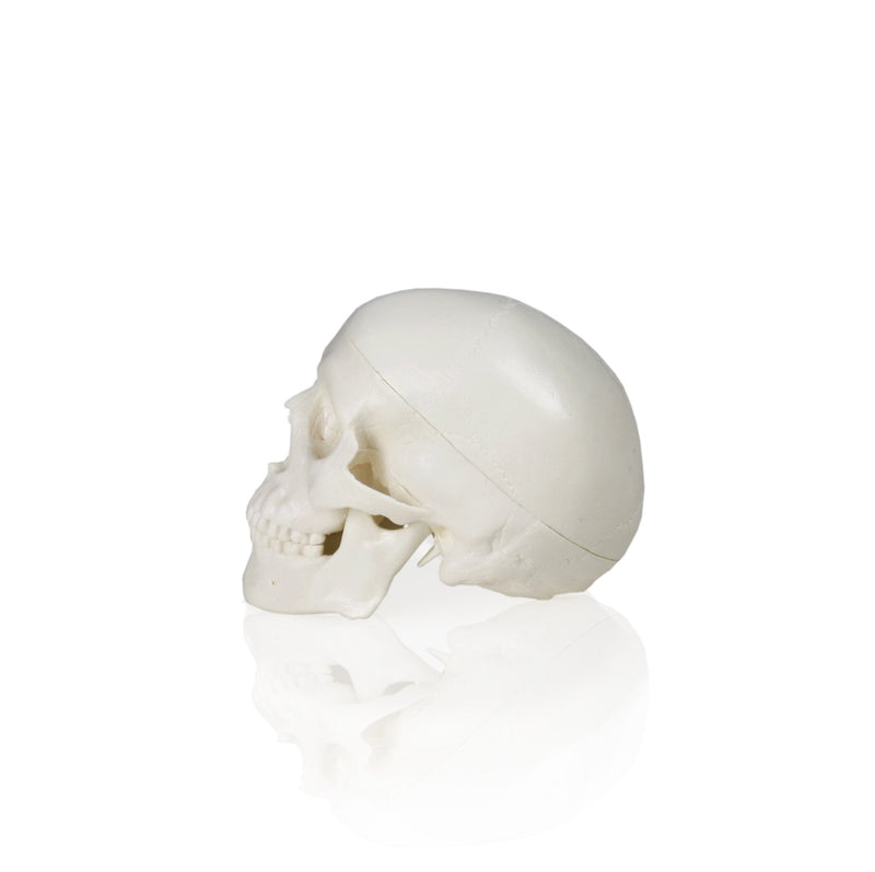 [Australia - AusPower] - Walter Products B10219 Human Skull Model, Half Size, 3 Parts, 4 x 3 x 4 Inches 