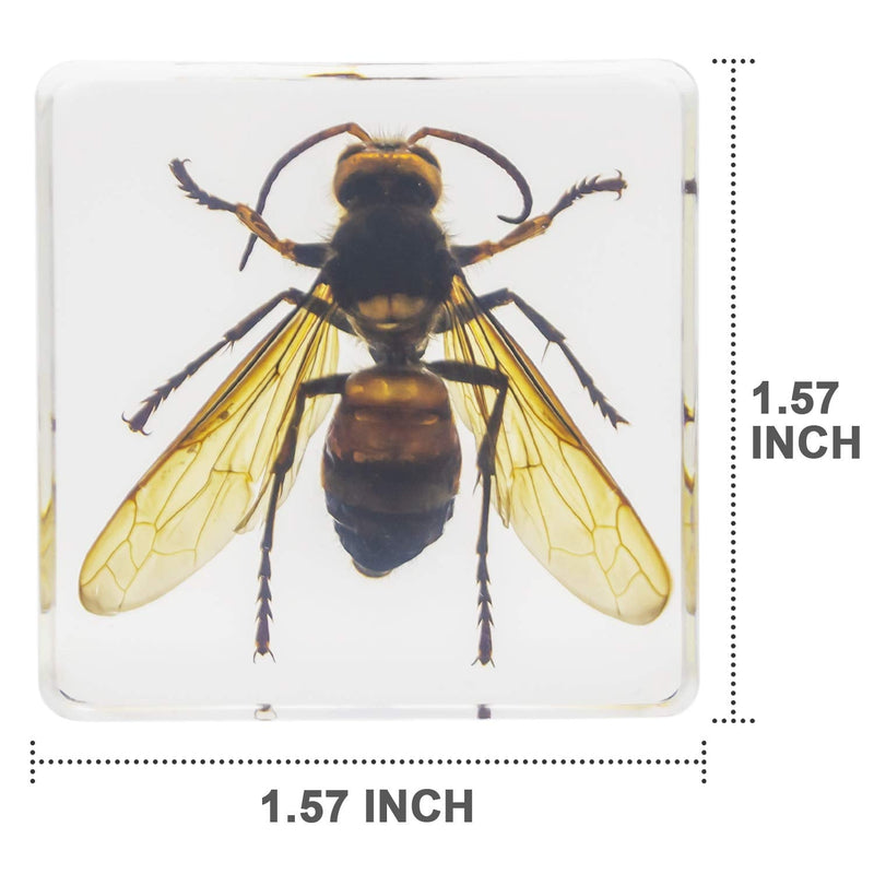 [Australia - AusPower] - 6 PCS Insect Specimen Set,Cicada,Wasp,Spider,Scorpion,Locust,Chafer Resin Collection Science Toys 