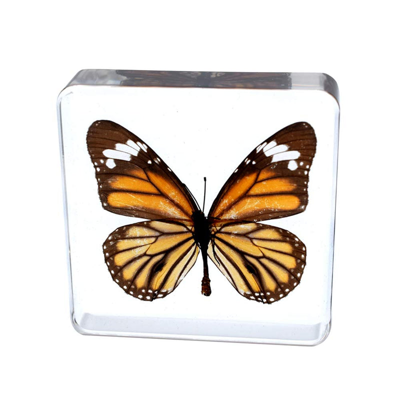 [Australia - AusPower] - Cherish XT Real Insect Butterfly Specimen Paperweight Animal Taxidermy Collection Display Sciecne Classroom Specimen for Science Education (Butterfly 4) Butterfly 4 