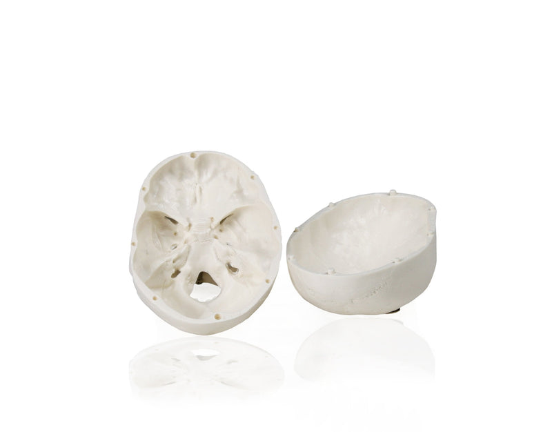 [Australia - AusPower] - Walter Products B10219 Human Skull Model, Half Size, 3 Parts, 4 x 3 x 4 Inches 