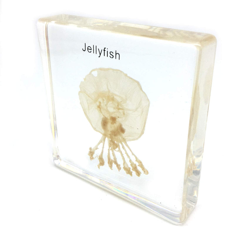 [Australia - AusPower] - Jellyfish Specimen in Acrylic Block Paperweights Science Classroom Specimens for Science Education(2.8x2.8x0.6 Inch) 