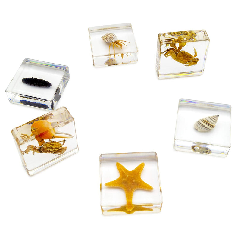 [Australia - AusPower] - EJLIFEBOX 6 PCS Marine Life Specimen Set,Hermit Crab,Fiddler Crab,Starfish,Nassariidae,Sea Cucumber, Chiromantes Dehaani Resin Collection Science Toys 