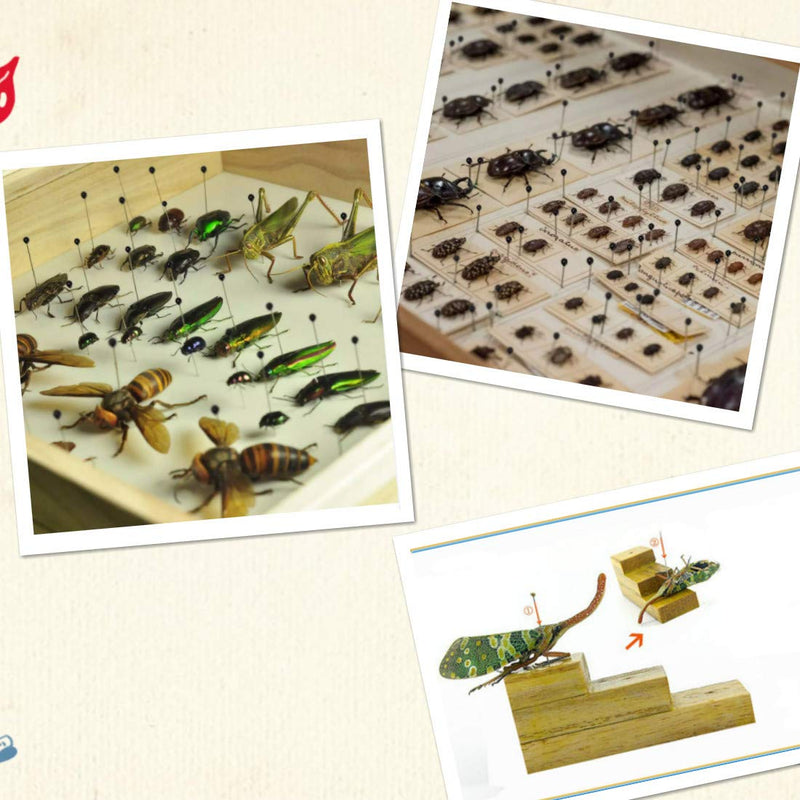 [Australia - AusPower] - Stainless Steel Specimen Insect Pins 0#,1#,2# and Insect Pinning Board 
