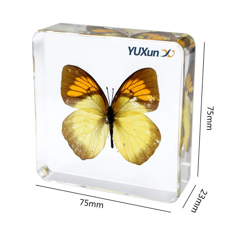 [Australia - AusPower] - Cherish XT Real Insect Butterfly Specimen Paperweight Animal Taxidermy Collection Display Sciecne Classroom Specimen for Science Education (Butterfly 13) Butterfly 13 