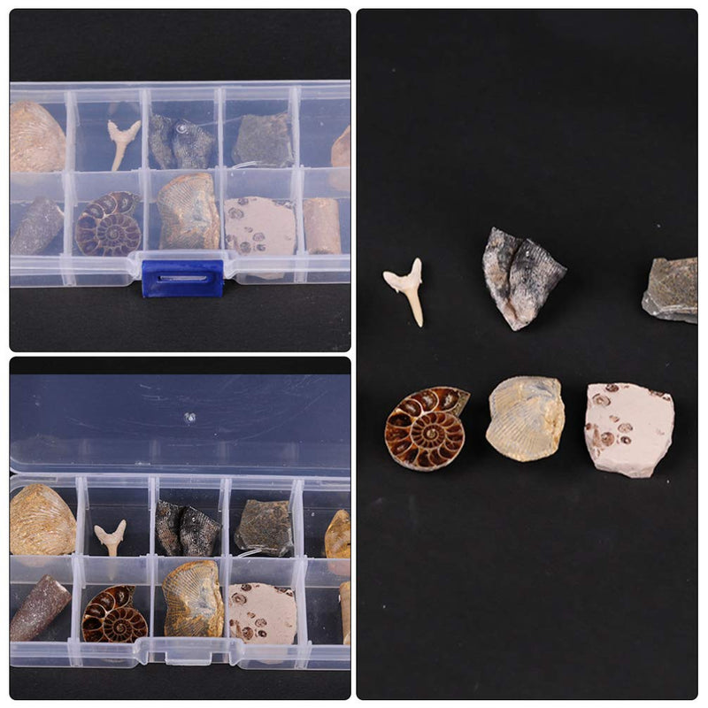 [Australia - AusPower] - Baluue 10pcs Fossil Collection Kit Paleontology Fossil Specimens Includes a Shark Tooth Fossil Ammonite Shell Pair Trilobite and Orthoceras 