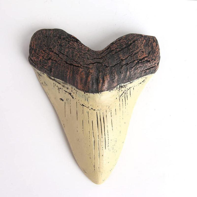 [Australia - AusPower] - AOAILION Megalodon Shark Tooth Fossil Giant Shark Tooth Megalodon Tooth Resin Replica 