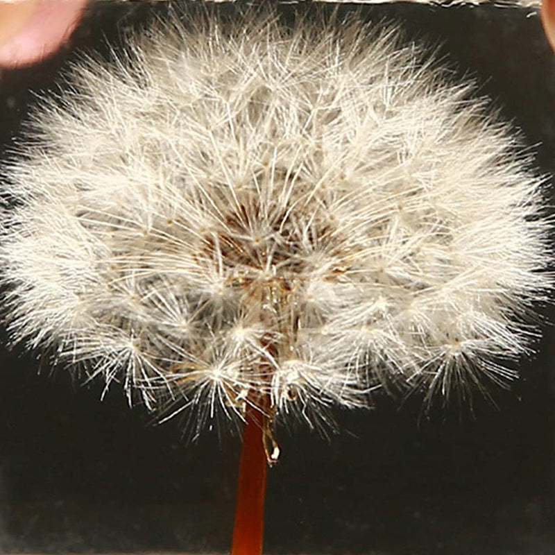 [Australia - AusPower] - ARTIBETTER 3D Dandelions Paperweight Real Puff Specimen Statue in Crystal Glass Cube Desk Ornament Fengshui Decor for Graduation Birthday Gift Glass Balls 
