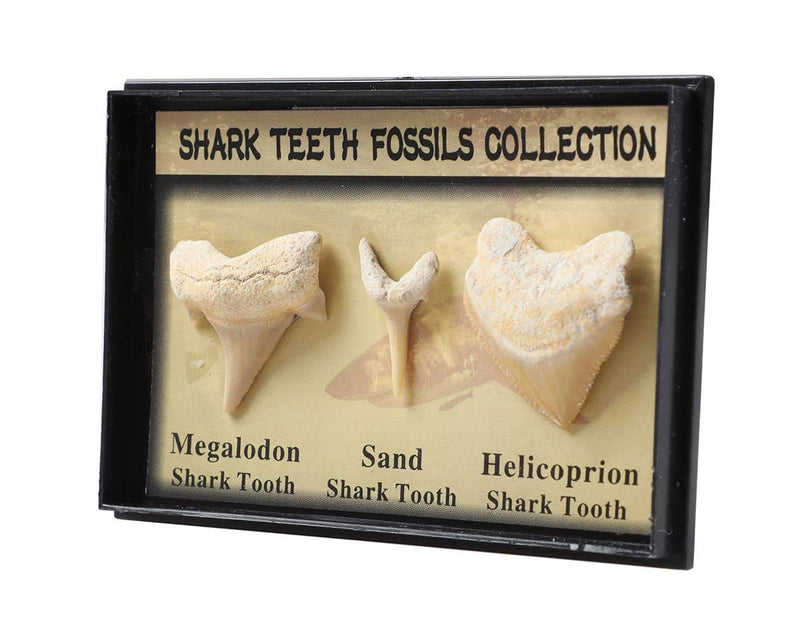 [Australia - AusPower] - Set of 3 Authentic Prehistoric Real Shark Teeth Fossil with Card,Megalodon Shark Tooth,Sand Shark Tooth&Helicoprion Shark Tooth Kit for Collection and Education 