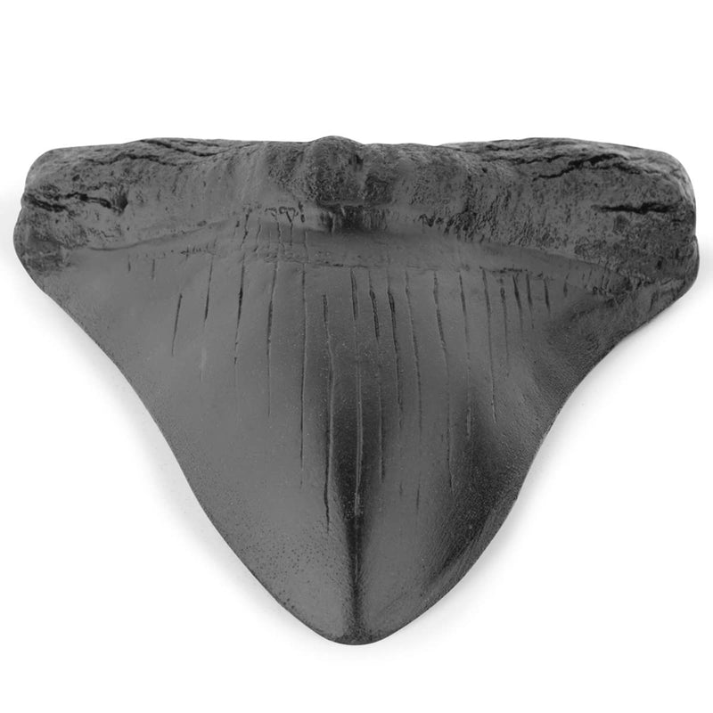[Australia - AusPower] - Megalodon Shark Tooth Fossil Giant Shark Tooth Megalodon Tooth Replica (Black) 