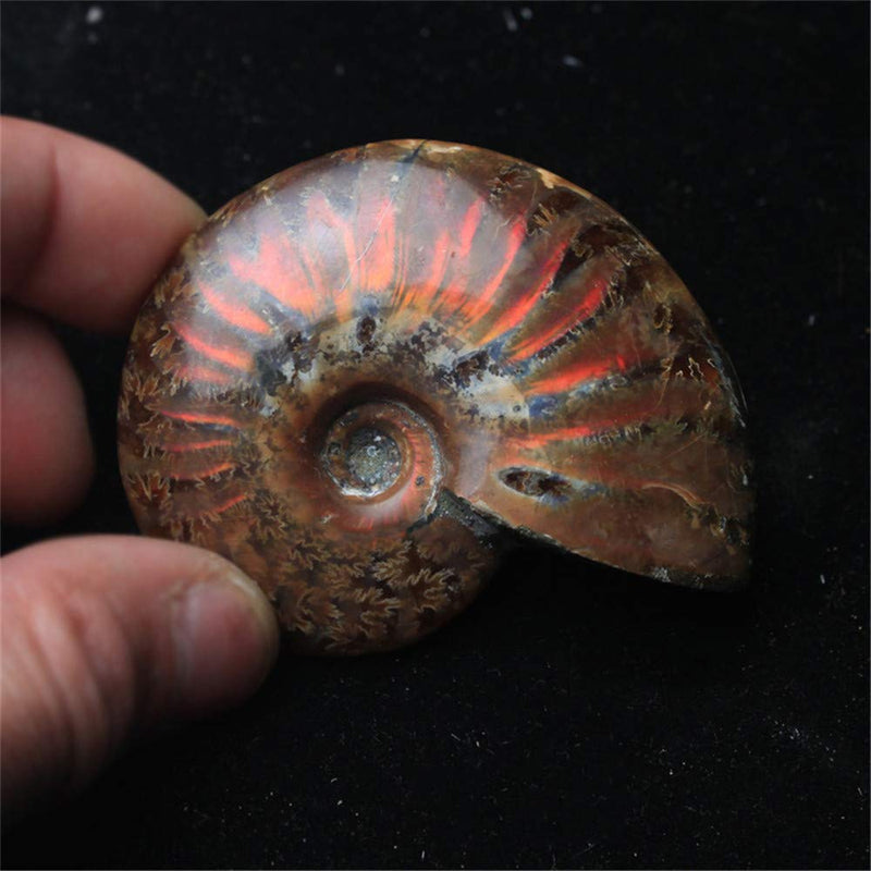 [Australia - AusPower] - Natural Spiral Ammolite Ammonite,Madagascar Stone Specimen Ammonite Iridescent Natural Iridescent Sutured 