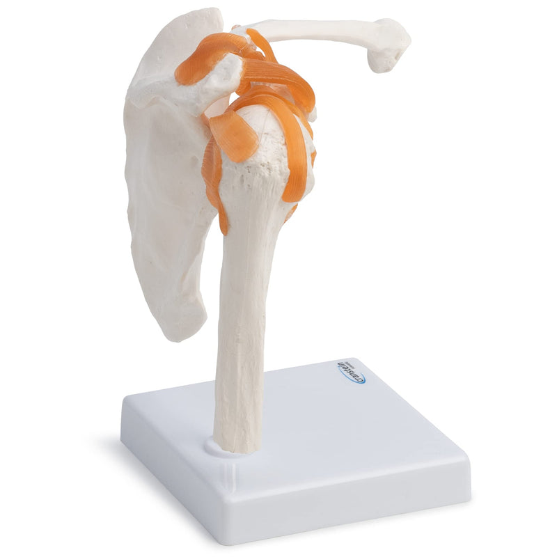 [Australia - AusPower] - Wellden Product Medical Anatomical Human Functional Shoulder Joint Model, Life Size 