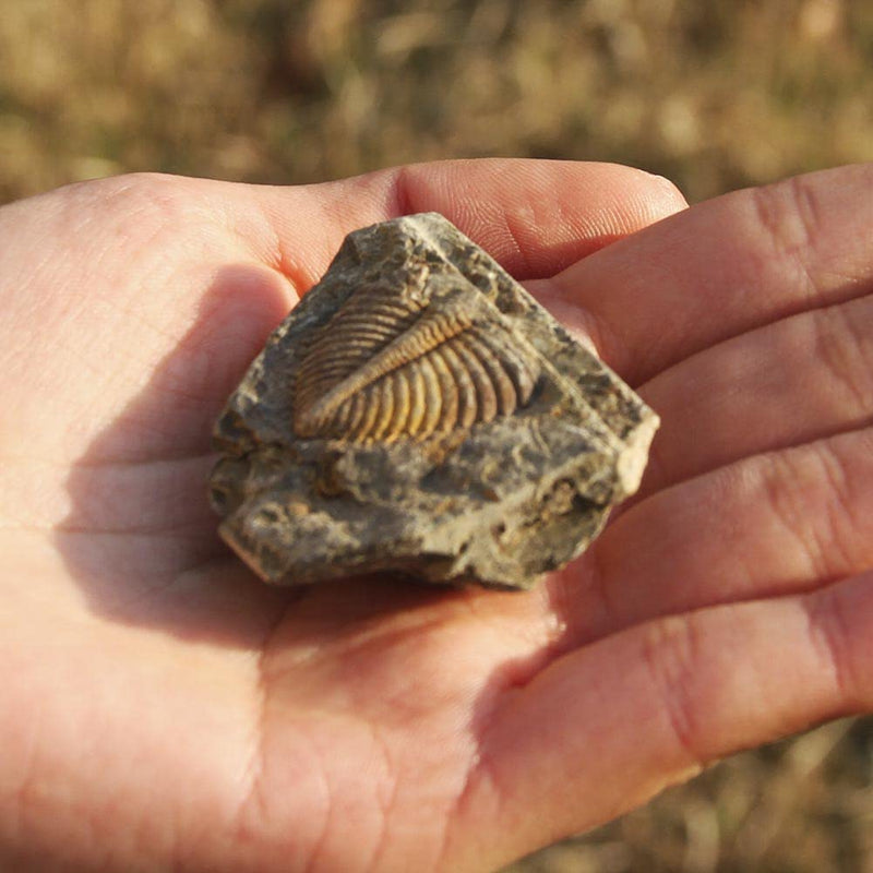 [Australia - AusPower] - SUNNYHILL Authentic Trilobite Tail Fossil Kit Natural Trilobite Real Fossils Gifts for Rock Collectors and Lovers (4pcs) 4pcs 