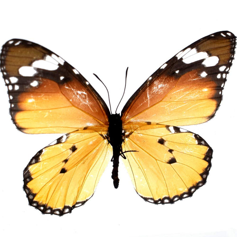 [Australia - AusPower] - Cherish XT Real Insect Butterfly Specimen Paperweight Animal Taxidermy Collection Display Sciecne Classroom Specimen for Science Education (Butterfly 2) Butterfly 2 