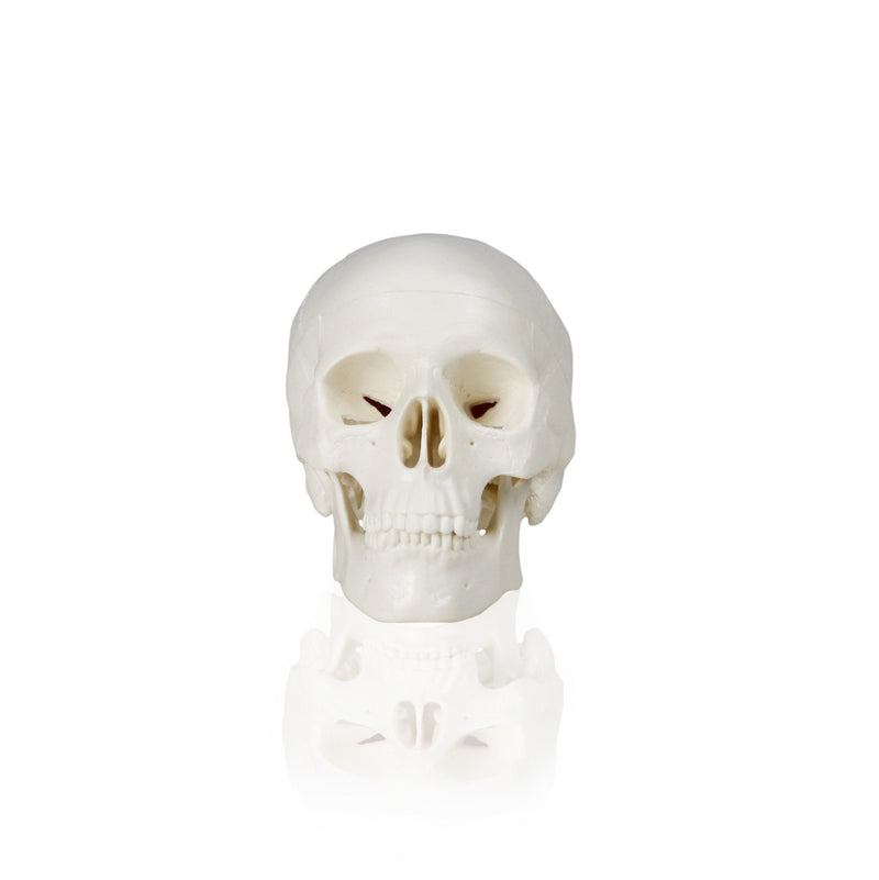 [Australia - AusPower] - Walter Products B10219 Human Skull Model, Half Size, 3 Parts, 4 x 3 x 4 Inches 
