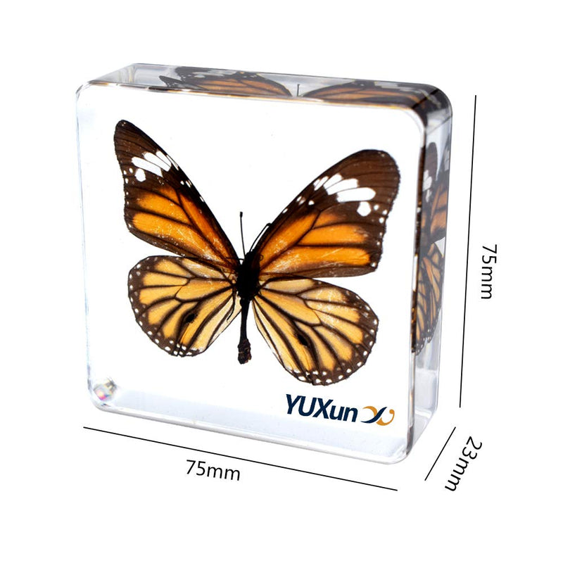 [Australia - AusPower] - Cherish XT Real Insect Butterfly Specimen Paperweight Animal Taxidermy Collection Display Sciecne Classroom Specimen for Science Education (Butterfly 4) Butterfly 4 