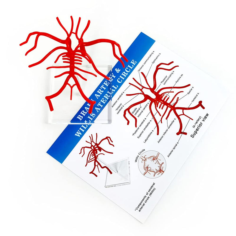 [Australia - AusPower] - Evotech Brain Artery Model, Life Size Intracranial Artery Model, Shows Internal Carotid Artery, Willis Circle and Basillary Artery & Their Branches. On a Plexiglass Base 