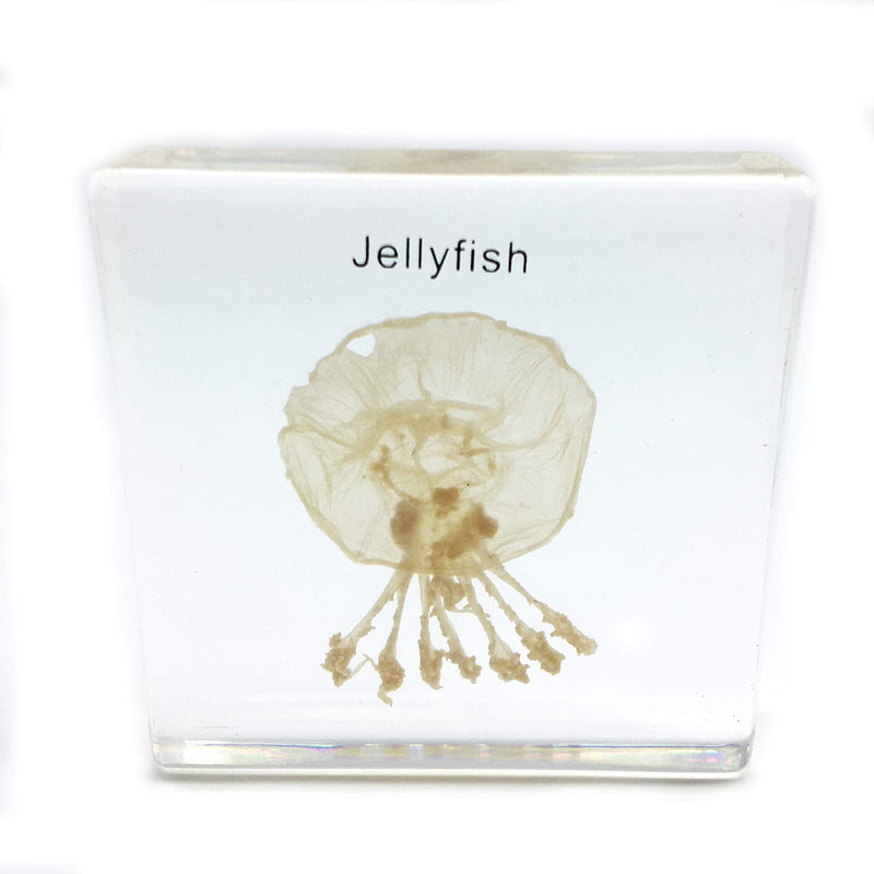 [Australia - AusPower] - Jellyfish Specimen in Acrylic Block Paperweights Science Classroom Specimens for Science Education(2.8x2.8x0.6 Inch) 