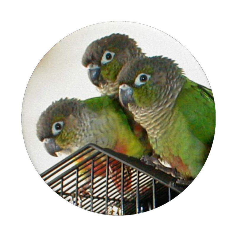[Australia - AusPower] - Green Cheek Conure Bird Pop Socket Phone Holder Black 