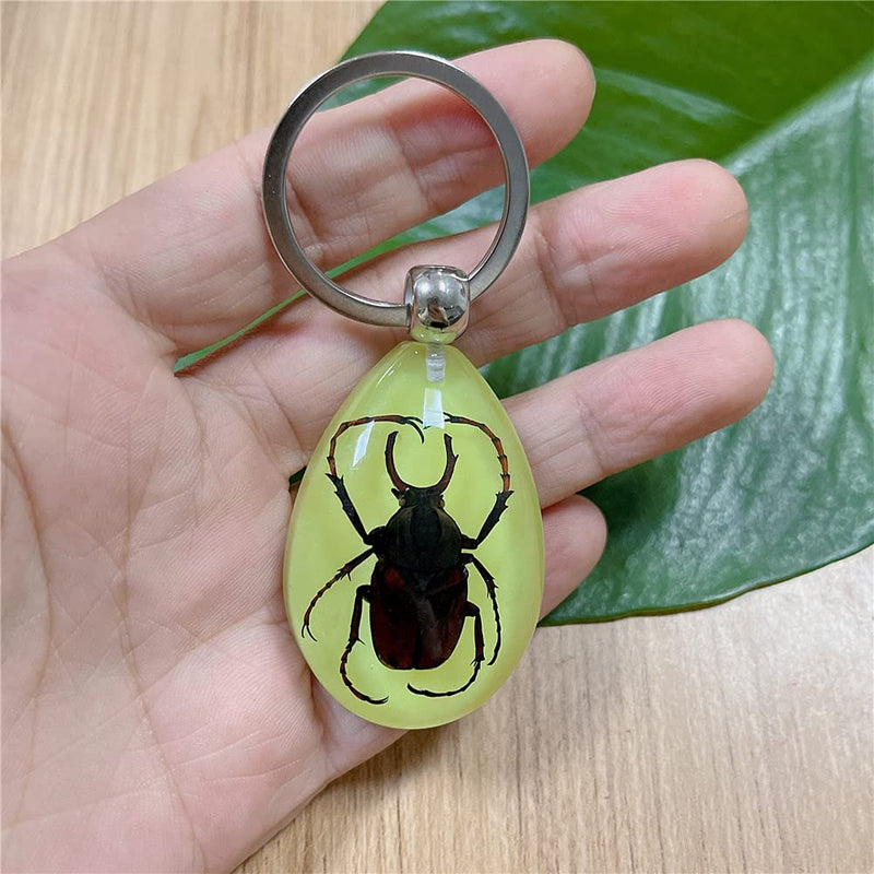 [Australia - AusPower] - QTMY 6 Pack Insect in Resin Specimen Collection Luminous Glow in The Dark Keychain Keyring ,Halloween Christmas Science Classroon Decor Kits Set Education 