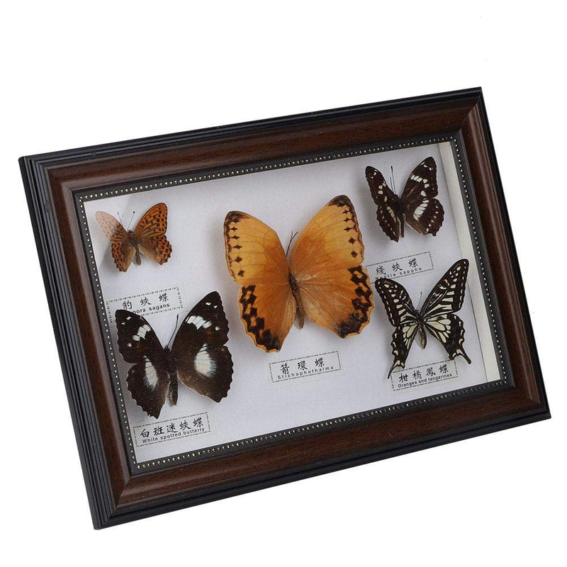 [Australia - AusPower] - eboxer-1 Butterflies Specimen, Exquisite Butterflies Insect Specimen Crafts for Home Office Decorate Ornament Butterfly Wall Art, As a Gift for Friends and Family, 7.7 x 11.6 x 1.6 in (Black Frame) Black Frame 