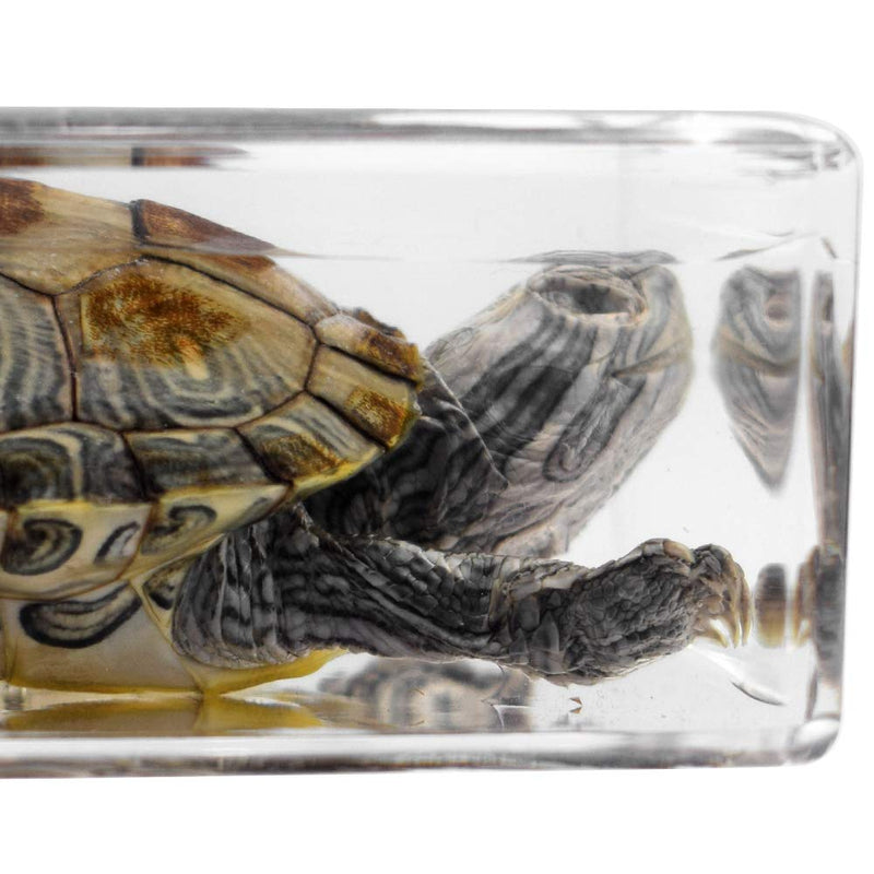 [Australia - AusPower] - Real Turtle Specimen Paperweight Brazil Turtle Tortoise Animal Specimen Science Classroom Specimen foe Science Education 