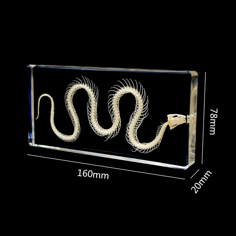 [Australia - AusPower] - Real Snake Skeleton Animal Specimen in Acrylic Block Paperweights Science Classroom Specimens for Science Education 