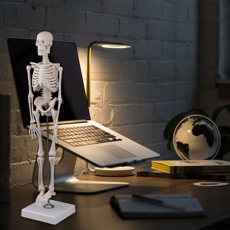 [Australia - AusPower] - Ultrassist Mini Human Skeleton Model, 17 Portable Skeleton Bone Model with Removable Skull, Arms & Legs, Great Teaching Tool for Physiological Education and Human Skeletal System Study 17" Desktop skeleton model 