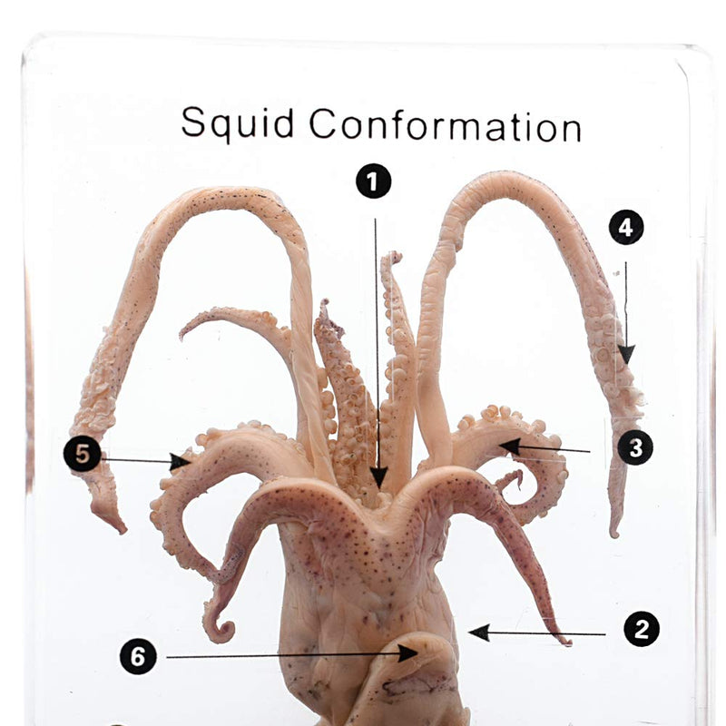 [Australia - AusPower] - Squid Cuttlefish Conformation Specimen Paperweights Science Classroom Acrylic Block Specimens Sea Life Specimen for Science Education 