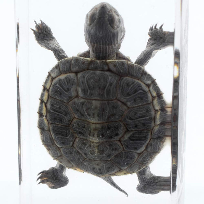 [Australia - AusPower] - Cherish XT Real Marine Animal Trachemys scripta elegans Tortoise Specimen Paperweight Animal Science Classroom Specimen for Science Education 