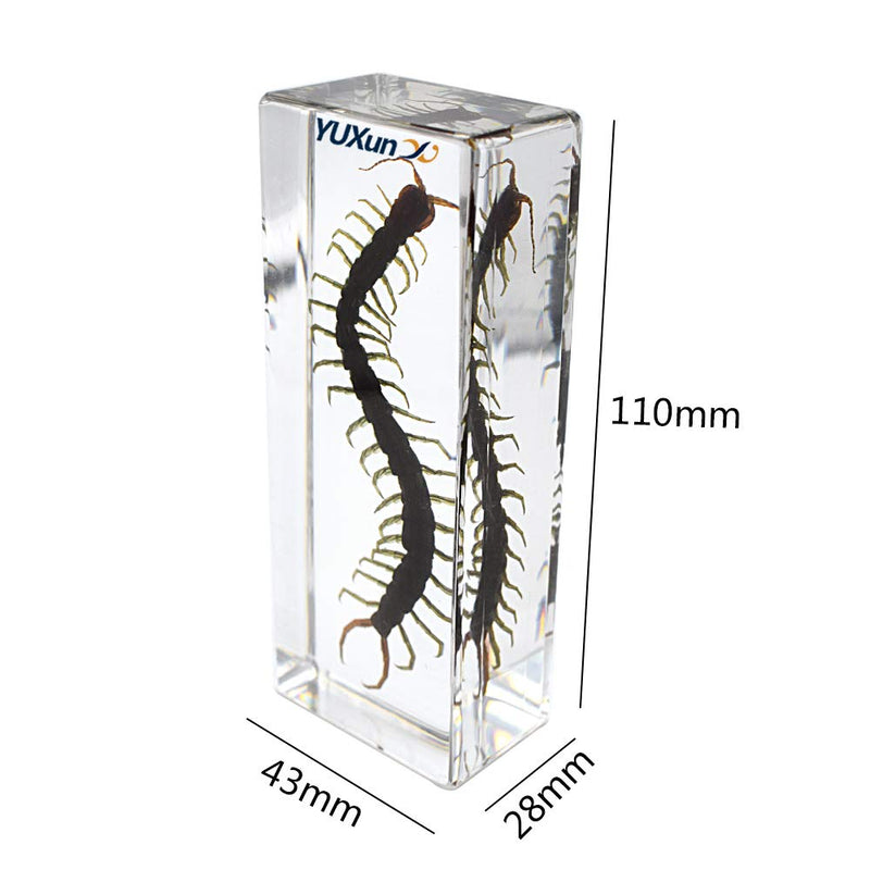 [Australia - AusPower] - Cherish XT Real Animal Scolopendra subspinipes Centipede Specimen Paperweight Science Classroom Taxidermy for Science Education 