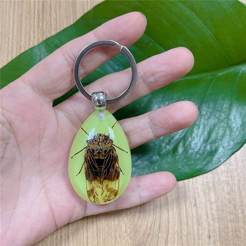 [Australia - AusPower] - QTMY 6 Pack Insect in Resin Specimen Collection Luminous Glow in The Dark Keychain Keyring ,Halloween Christmas Science Classroon Decor Kits Set Education 