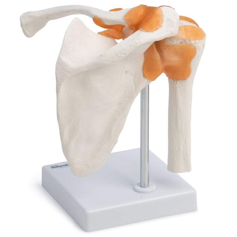 [Australia - AusPower] - Wellden Product Medical Anatomical Human Functional Shoulder Joint Model, Life Size 