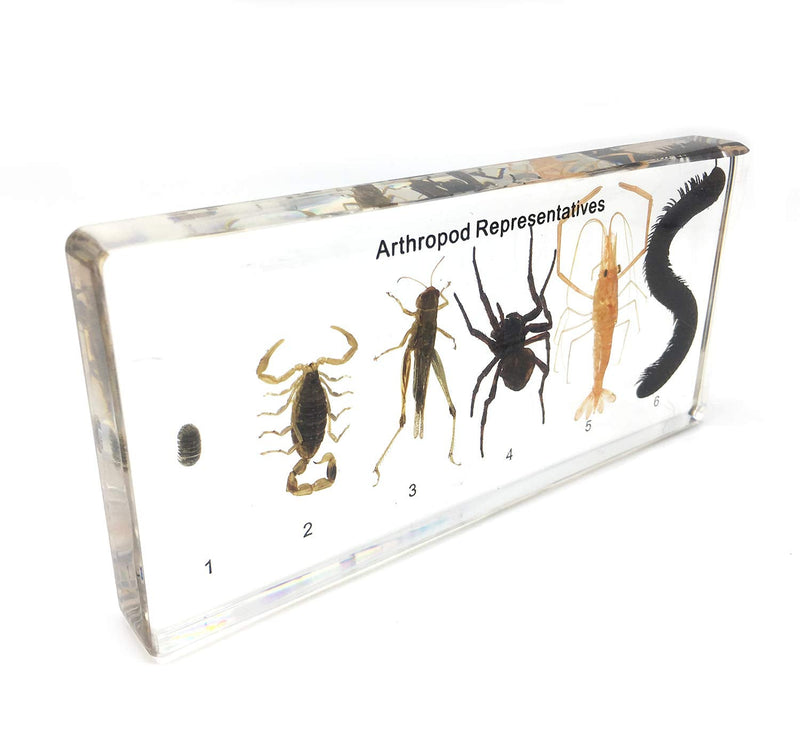 [Australia - AusPower] - (6 Arthropods) Arthropod（Tardigrade） Representatives Paperweight Science Classroom Specimens for Science Education(6.5x3x1 Inch) 