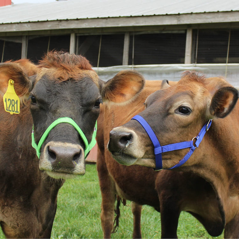 [Australia - AusPower] - Derby Originals Adjustable Nylon Livestock Cattle Halters Available Small (250-500lbs) Black 