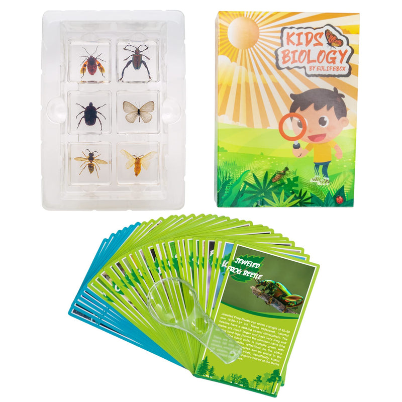 [Australia - AusPower] - EJLIFEBOX 6 PCS Resin Insect Specimen Set, Butterfly, Jewel Frog Beetle, Silk Moth, Chafer, Stinkbug, Wasp, Science Education Toy for Kids 