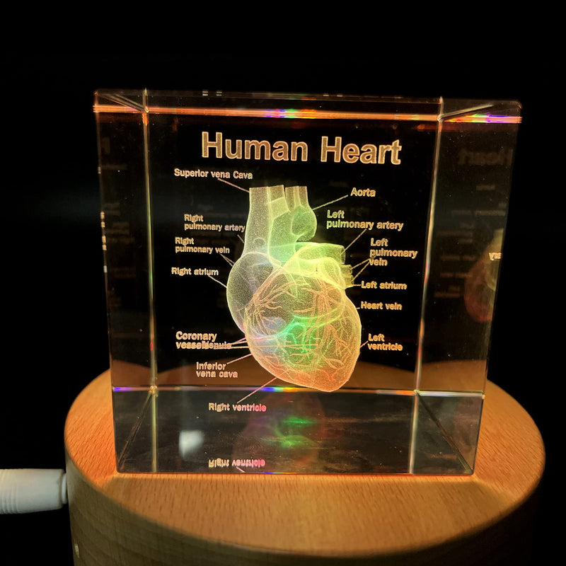 [Australia - AusPower] - 3D Human Heart with Labels Anatomical Model Statue Paperweight(Laser Etched) in Crystal Glass Cube Science Gift (No Included LED Base)(2.3x2.3x2.3 inch) 
