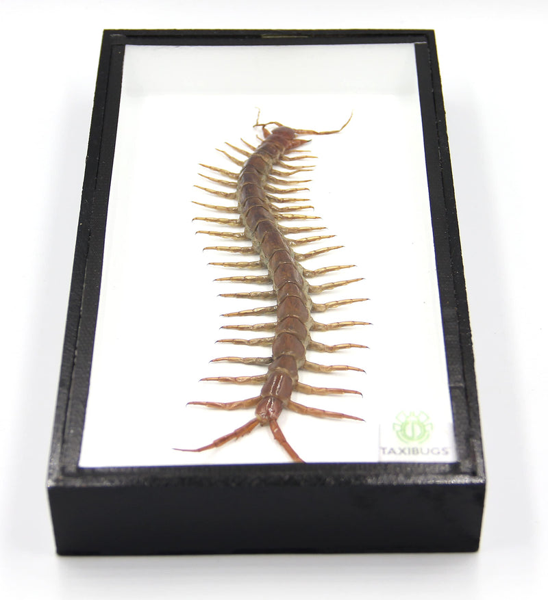 [Australia - AusPower] - TAXIBUGS Real Centipede Millipede Scolopendra MORSITANS Taxidermy Insect in 3D Wooden Frame (White Background, Black Wooden Box) White Background, Black Wooden Box 