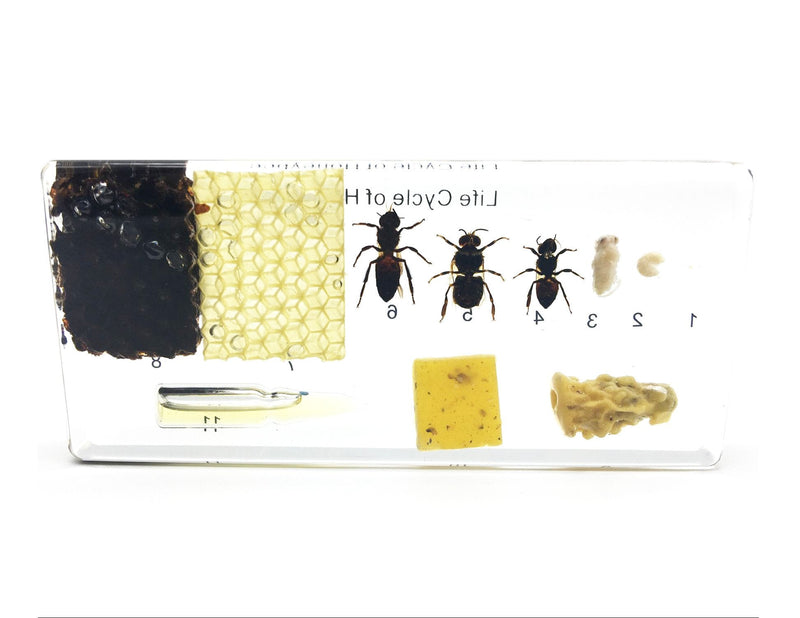 [Australia - AusPower] - Lifecycle of a Honey Bee Science Classroom Specimens for Science Education 