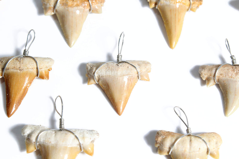 [Australia - AusPower] - 10 Wire Wrapped Fossilized Shark Teeth for Necklace - Shark Tooth Necklace Charm Pendant Beige 