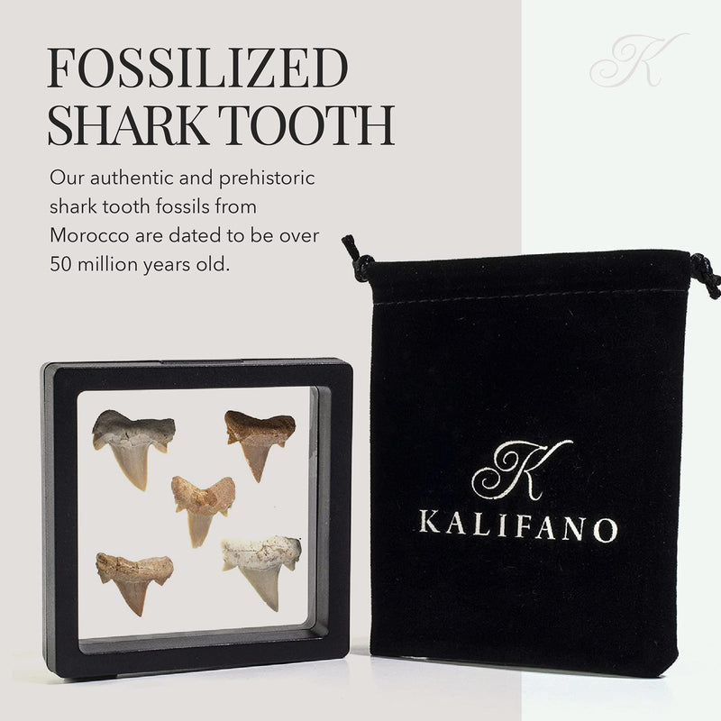 [Australia - AusPower] - KALIFANO Authentic Fossilized Prehistoric Mini Shark Teeth (5 Pack) from Morocco - Shark Tooth for Fossil Collections and Education Purposes (Information Card Included) 