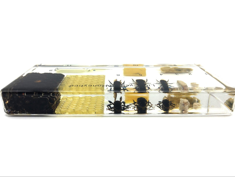 [Australia - AusPower] - Lifecycle of a Honey Bee Science Classroom Specimens for Science Education 