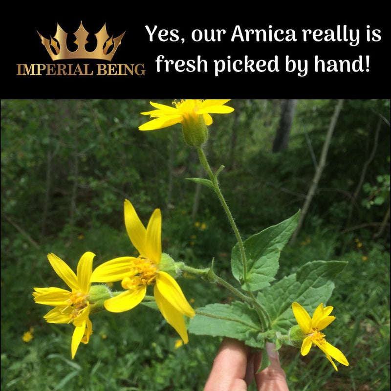 [Australia - AusPower] - Royal Arnica Oil - Rapid Recovery Formula - Organic Super Premium Herbal Blend with Essential Oils for Natural Pain Relief, Sore Muscles, Bruise Care, Massage Therapy, Trauma, Aches (1oz) 1 Fl Oz (Pack of 1) 