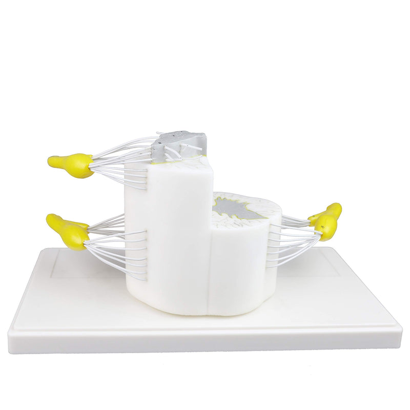 [Australia - AusPower] - Vision Scientific VAV260 Medical Vertebral & Partial Spinal Cord|5X Life Size|Longitudinally&Cross Section Showing Grey&White Matter|Nerve Branches|Spinal Ganglion & Blood Vessels |Instruction Manual 