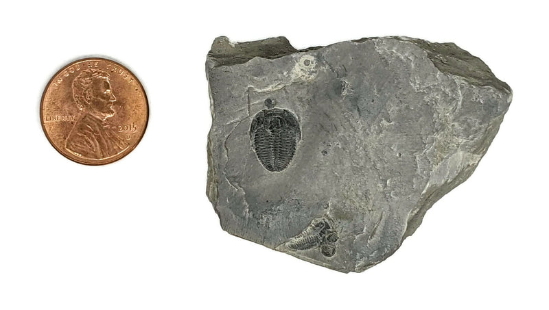 [Australia - AusPower] - The Geode Mine Baby Fossil Trilobite - 1/4 to 3/8 Inch on Matrix 
