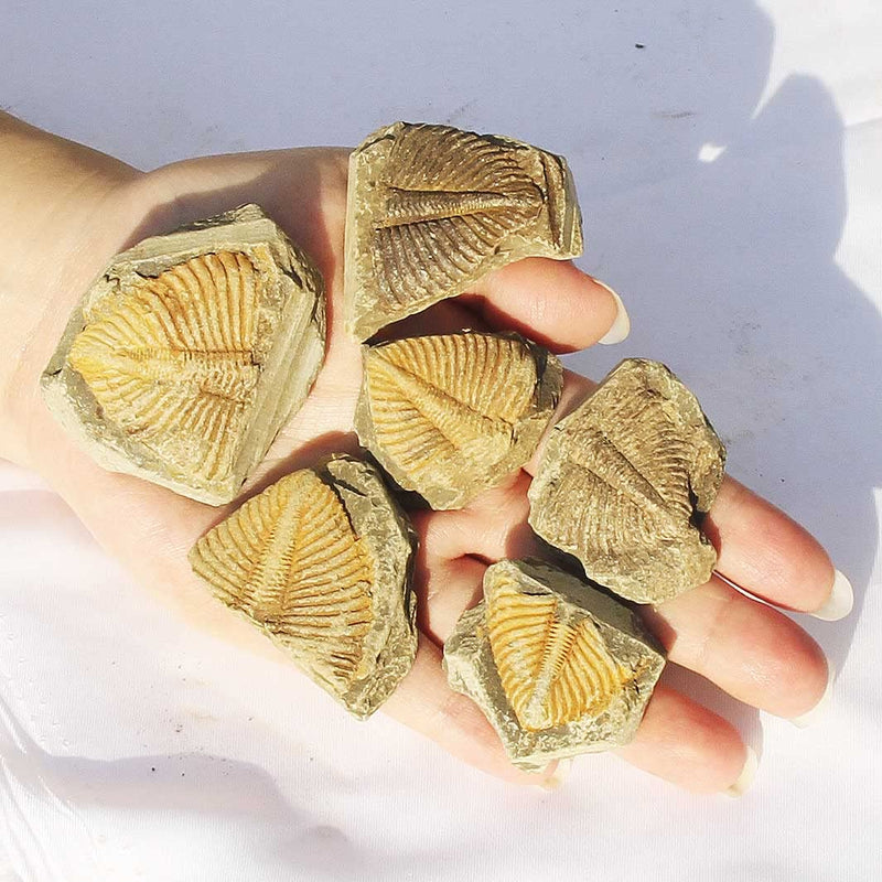 [Australia - AusPower] - SUNNYHILL Authentic Trilobite Tail Fossil Kit Natural Trilobite Real Fossils Gifts for Rock Collectors and Lovers (6pcs) 6pcs 