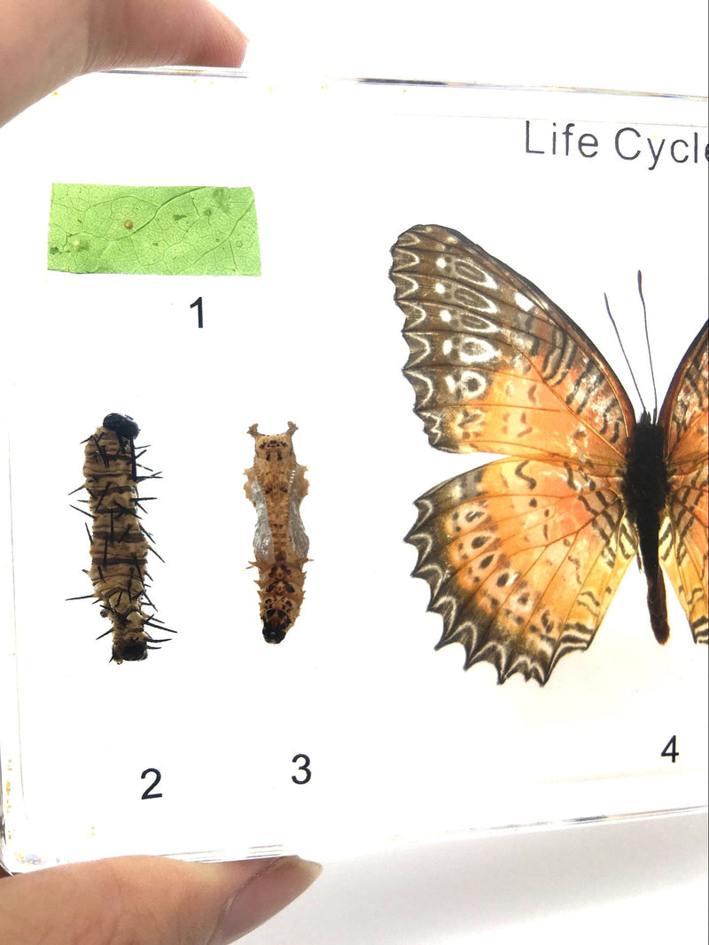 [Australia - AusPower] - Lifecycle of a Butterfly Paperweights Science Classroom Specimens for Science Education Lifecycle of a Butterfly 1 