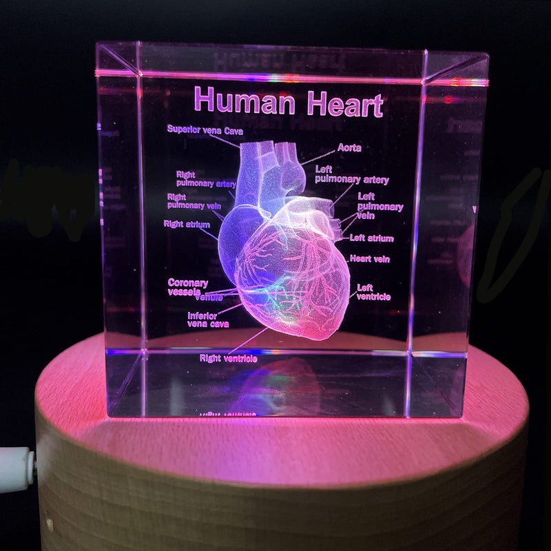 [Australia - AusPower] - 3D Human Heart with Labels Anatomical Model Statue Paperweight(Laser Etched) in Crystal Glass Cube Science Gift (No Included LED Base)(2.3x2.3x2.3 inch) 