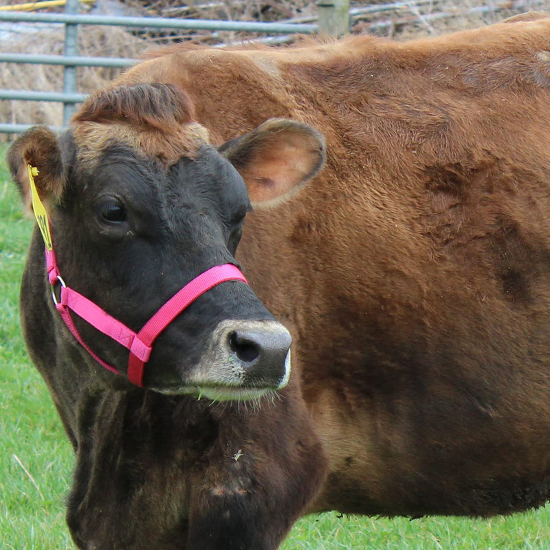 [Australia - AusPower] - Derby Originals Adjustable Nylon Livestock Cattle Halters Available Small (250-500lbs) Black 