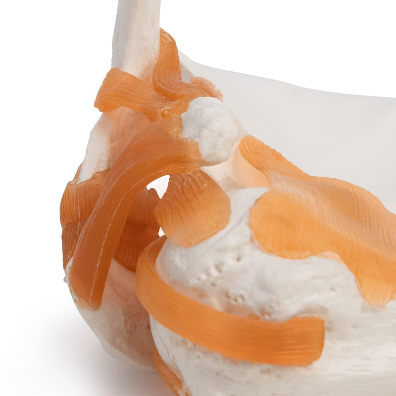 [Australia - AusPower] - Wellden Product Medical Anatomical Human Functional Shoulder Joint Model, Life Size 
